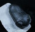 Extremely Inflated Wenndorfia Trilobite - #3909-1